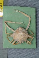 藏品(七刺栗殼蟹)的圖片